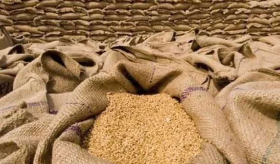 گندم درآمد