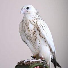 سفید باز
