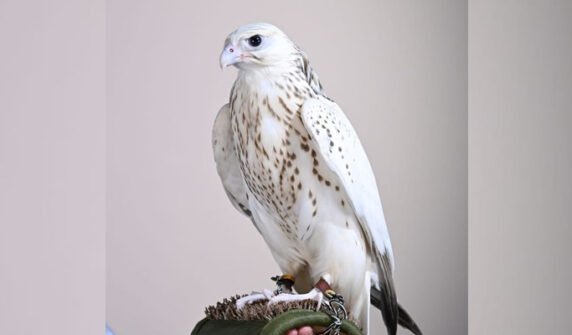 سفید باز